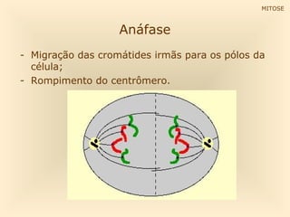 MITOSE

Anáfase
- Migração das cromátides irmãs para os pólos da
célula;
- Rompimento do centrômero.

 