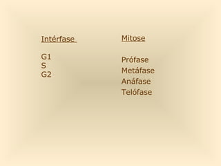 Intérfase

Mitose

G1
S
G2

Prófase
Metáfase
Anáfase
Telófase

 