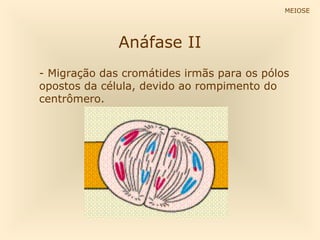 MEIOSE

Anáfase II
- Migração das cromátides irmãs para os pólos
opostos da célula, devido ao rompimento do
centrômero.

 