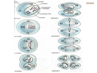 MEIOSE

 