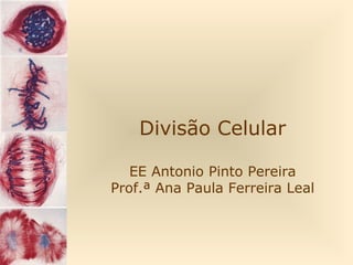 Divisão Celular
EE Antonio Pinto Pereira
Prof.ª Ana Paula Ferreira Leal

 