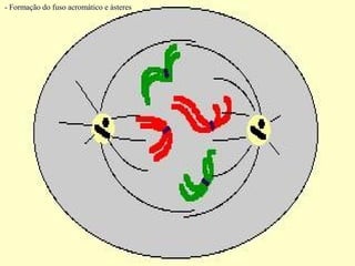 METÁFASE

    -Presença de fibrilas
    cromossômicas e
    fibrilas contínuas;

    - Cromossomos
    dispostos no plano
...