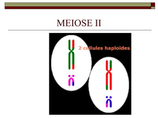 Divisão celular mitose e meiose biologia