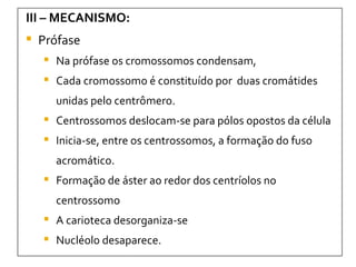 III – MECANISMO: Prófase Na prófase os cromossomos condensam,  Cada cromossomo é constituído por  duas cromátides unidas pelo centrômero. Centrossomos deslocam-se para pólos opostos da célula Inicia-se, entre os centrossomos, a formação do fuso acromático.  Formação de áster ao redor dos centríolos no centrossomo A carioteca desorganiza-se  Nucléolo desaparece. 