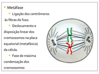 Metáfase Ligação dos centrômeros às fibras do fuso. Deslocamento e  disposição linear dos  cromossomos na placa  equatorial (metafásica)  da célula. Fase de máxima  condensação dos  cromossomos 