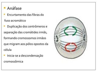 Anáfase Encurtamento das fibras do fuso acromático Duplicação dos centrômeros e  separação das cromátides irmãs,  formando cromossomos irmãos  que migram aos pólos opostos da  célula Inicia-se a descondensação  cromossômica 