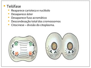 Telófase Reaparece carioteca e nucléolo Desaparece áster Desaparece fuso acromático Descondesação total dos cromossomos Citocinese – divisão do citoplasma. 