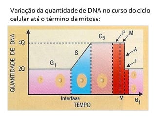 Variação da quantidade de DNA no curso do ciclo celular até o término da mitose: 