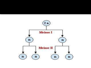 II – Representação: 