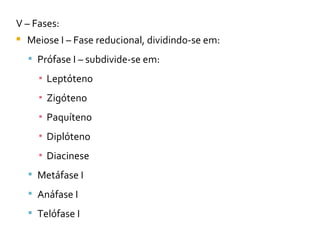 V – Fases: Meiose I – Fase reducional, dividindo-se em: Prófase I – subdivide-se em: Leptóteno Zigóteno Paquíteno Diplóteno Diacinese Metáfase I Anáfase I Telófase I 