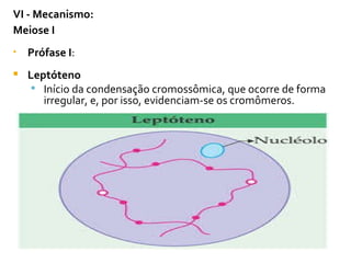 VI - Mecanismo: Meiose I  Prófase I : Leptóteno Início da condensação cromossômica, que ocorre de forma irregular, e, por isso, evidenciam-se os cromômeros. 