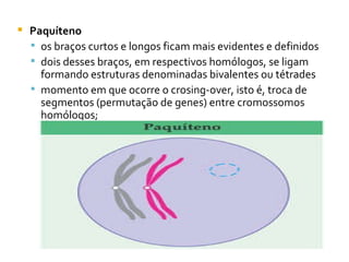 Paquíteno os braços curtos e longos ficam mais evidentes e definidos dois desses braços, em respectivos homólogos, se ligam formando estruturas denominadas bivalentes ou tétrades momento em que ocorre o crosing-over, isto é, troca de segmentos (permutação de genes) entre cromossomos homólogos;  