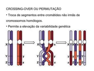 CROSSING-OVER OU PERMUTAÇÃO Troca de segmentos entre cromátides não irmãs de cromossomos homólogos. Permite a elevação da variabilidade genética 