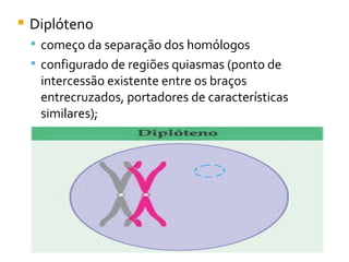 Diplóteno começo da separação dos homólogos configurado de regiões quiasmas (ponto de intercessão existente entre os braços entrecruzados, portadores de características similares);  