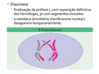Diacinese finalização da prófase I, com separação definitiva dos homólogos, já com segmentos trocados. a carioteca (envoltório membranoso nuclear) desaparece temporariamente.  