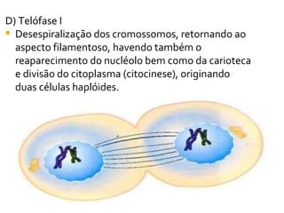 D) Telófase I  Desespiralização dos cromossomos, retornando ao aspecto filamentoso, havendo também o reaparecimento do nucléolo bem como da carioteca e divisão do citoplasma (citocinese), originando duas células haplóides.  