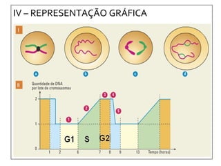 IV – REPRESENTAÇÃO GRÁFICA 