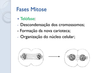 Fases Mitose
 Telófase:
- Descondensação dos cromossomos;
- Formação da nova carioteca;
- Organização do núcleo celular;
 