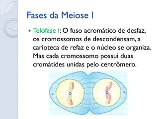 Fases da Meiose I
 Telófase I: O fuso acromático de desfaz,
os cromossomos de descondensam, a
carioteca de refaz e o núcleo se organiza.
Mas cada cromossomo possui duas
cromátides unidas pelo centrômero.
 