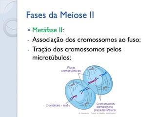 Fases da Meiose II
 Metáfase II:
- Associação dos cromossomos ao fuso;
- Tração dos cromossomos pelos
microtúbulos;
 