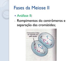 Fases da Meiose II
 Anáfase II:
- Rompimentos do centrômeros e
separação das cromátides;
 