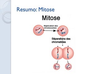 Resumo: Mitose
 