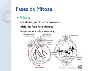Fases da Mitose
 Prófase:
- Condensação dos cromossomos;
- Início do fuso acromático;
- Fragmentação da carioteca;
 