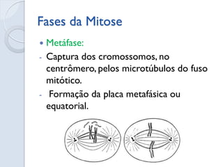 Fases da Mitose
 Metáfase:
- Captura dos cromossomos, no
centrômero, pelos microtúbulos do fuso
mitótico.
- Formação da placa metafásica ou
equatorial.
 