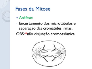 Fases da Mitose
 Anáfase:
- Encurtamento dos microtúbulos e
separação das cromátides irmãs.
OBS: *não disjunção cromossômica.
 