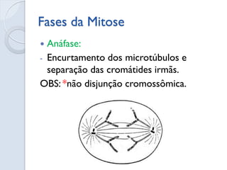 Fases Mitose
 Telófase:
- Descondensação dos cromossomos;
- Formação da nova carioteca;
- Organização do núcleo celular;
 