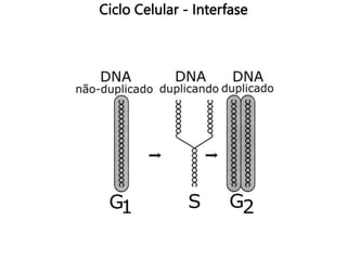 Ciclo Celular - Interfase
 