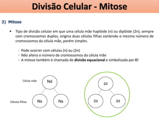 2) Mitose
 Tipo de divisão celular em que uma célula mãe haplóide (n) ou diplóide (2n), sempre
com cromossomos duplos, origina duas células filhas contendo o mesmo número de
cromossomos da célula mãe, porém simples.
Pode ocorrer com células (n) ou (2n)
Não altera o número de cromossomos da célula mãe
A mitose também é chamada de divisão equacional e simbolizada por E!
Nd
Ns Ns
2d
2d 2d
Célula mãe
Células filhas
Divisão Celular - Mitose
 