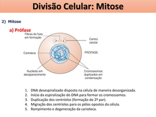 2) Mitose
a) Prófase
1. DNA desespiralizado disposto na célula de maneira desorganizada.
2. Início da espiralização do DNA para formar os cromossomos.
3. Duplicação dos centríolos (formação do 2º par).
4. Migração dos centríolos para os pólos opostos da célula.
5. Rompimento e degeneração da carioteca.
Divisão Celular: Mitose
 