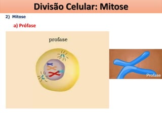 2) Mitose
a) Prófase
Divisão Celular: Mitose
 