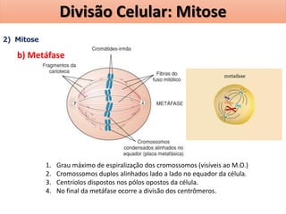 2) Mitose
b) Metáfase
1. Grau máximo de espiralização dos cromossomos (visíveis ao M.O.)
2. Cromossomos duplos alinhados lado a lado no equador da célula.
3. Centríolos dispostos nos pólos opostos da célula.
4. No final da metáfase ocorre a divisão dos centrômeros.
Divisão Celular: Mitose
 
