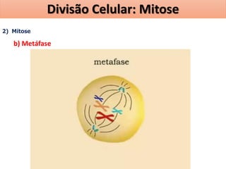 2) Mitose
b) Metáfase
Divisão Celular: Mitose
 