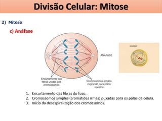 2) Mitose
c) Anáfase
1. Encurtamento das fibras do fuso.
2. Cromossomos simples (cromátides irmãs) puxadas para os pólos da célula.
3. Início da desespiralização dos cromossomos.
Divisão Celular: Mitose
 