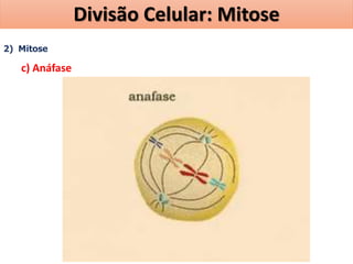 2) Mitose
c) Anáfase
Divisão Celular: Mitose
 