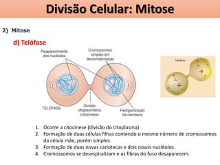 2) Mitose
d) Telófase
1. Ocorre a citocinese (divisão do citoplasma)
2. Formação de duas células filhas contendo o mesmo número de cromossomos
da célula mãe, porém simples.
3. Formação de duas novas cariotecas e dois novos nucléolos.
4. Cromossomos se desespiralizam e as fibras do fuso desaparecem.
Divisão Celular: Mitose
 