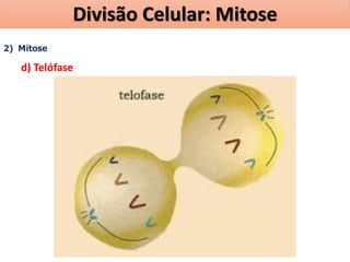 2) Mitose
d) Telófase
Divisão Celular: Mitose
 