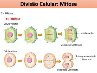 2) Mitose
d) Telófase
Célula Animal
Célula Vegetal
Citocinese Centrífuga
Citocinese Centrípeta
Lamela média
Estrangulamento do
citoplasma
Divisão Celular: Mitose
 