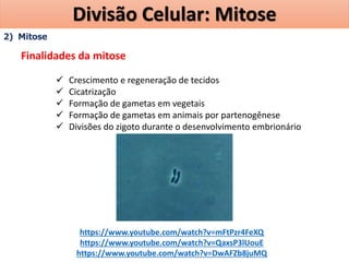 2) Mitose
Finalidades da mitose
 Crescimento e regeneração de tecidos
 Cicatrização
 Formação de gametas em vegetais
 Formação de gametas em animais por partenogênese
 Divisões do zigoto durante o desenvolvimento embrionário
https://www.youtube.com/watch?v=mFtPzr4FeXQ
https://www.youtube.com/watch?v=QaxsP3lUouE
https://www.youtube.com/watch?v=DwAFZb8juMQ
Divisão Celular: Mitose
 