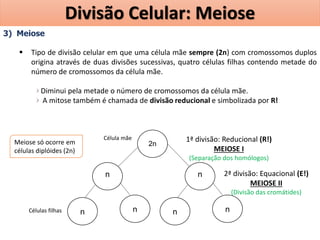 3) Meiose
 Tipo de divisão celular em que uma célula mãe sempre (2n) com cromossomos duplos
origina através de duas divisões sucessivas, quatro células filhas contendo metade do
número de cromossomos da célula mãe.
Diminui pela metade o número de cromossomos da célula mãe.
A mitose também é chamada de divisão reducional e simbolizada por R!
2n
Célula mãe
Células filhas n n
n
n n
n
Meiose só ocorre em
células diplóides (2n)
1ª divisão: Reducional (R!)
MEIOSE I
(Separação dos homólogos)
2ª divisão: Equacional (E!)
MEIOSE II
(Divisão das cromátides)
Divisão Celular: Meiose
 