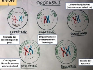 Meiose
I
Migração dos
centríolos para os
polos
Emparelhamento
do cromossomos
homólogos
Quebra dos Quiasmas
(pedaços cromossômicos)
Crossing-over
(troca de pedaços
cromossômicos)
Encaixe dos
quiasmas
 