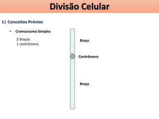 1) Conceitos Prévios
• Cromossomo Simples
Centrômero
Braço
Braço
2 braços
1 centrômero
Divisão Celular
 