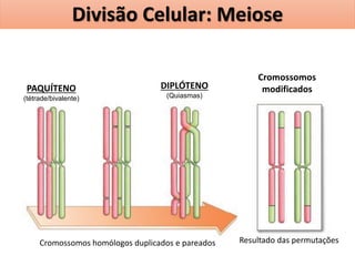 Cromossomos homólogos duplicados e pareados Resultado das permutações
PAQUÍTENO
(tétrade/bivalente)
DIPLÓTENO
(Quiasmas)
Cromossomos
modificados
Divisão Celular: Meiose
 