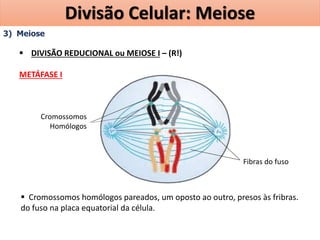 3) Meiose
 DIVISÃO REDUCIONAL ou MEIOSE I – (R!)
METÁFASE I
Cromossomos
Homólogos
Fibras do fuso
 Cromossomos homólogos pareados, um oposto ao outro, presos às fribras.
do fuso na placa equatorial da célula.
Divisão Celular: Meiose
 