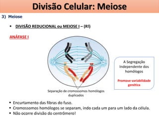 3) Meiose
 DIVISÃO REDUCIONAL ou MEIOSE I – (R!)
ANÁFASE I
 Encurtamento das fibras do fuso.
 Cromossomos homólogos se separam, indo cada um para um lado da célula.
 Não ocorre divisão do centrômero!
Separação de cromossomos homólogos
duplicados
A Segregação
Independente dos
homólogos
Promove variabilidade
genética
Divisão Celular: Meiose
 