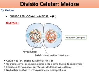 3) Meiose
 DIVISÃO REDUCIONAL ou MEIOSE I – (R!)
TELÓFASE I
 Célula mãe (2n) origina duas células filhas (n)
 Os cromossomos continuam duplos e não ocorre divisão do centrômero!
 Formação de duas novas cariotecas e de dois novos nucléolos.
 No final da Telófase I os cromossomos se desespiralizam
Divisão citoplasmática (citocinese)
Novos núcleos
Citocinese Centrípeta
Divisão Celular: Meiose
 