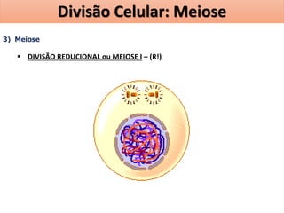 3) Meiose
 DIVISÃO REDUCIONAL ou MEIOSE I – (R!)
Divisão Celular: Meiose
 